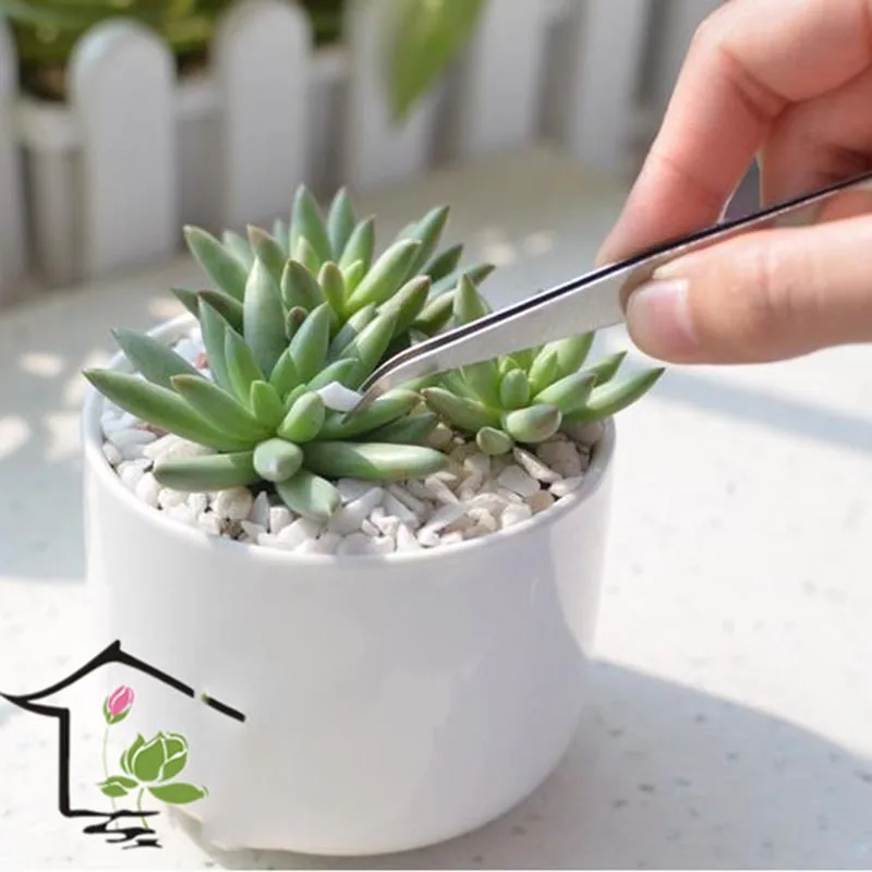 

2pcs/lot Stainless Steel Curved Tweezer Stainless Steel Tweezer Outdoor Bonsai Tools Succulent tools Plant Garden Tools
