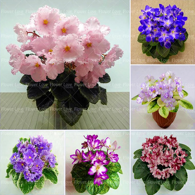 

100pcs African Violet Bonsai Flower Potted Plants Violet Flowers Perennial Plant For Home Garden potted plants Planting