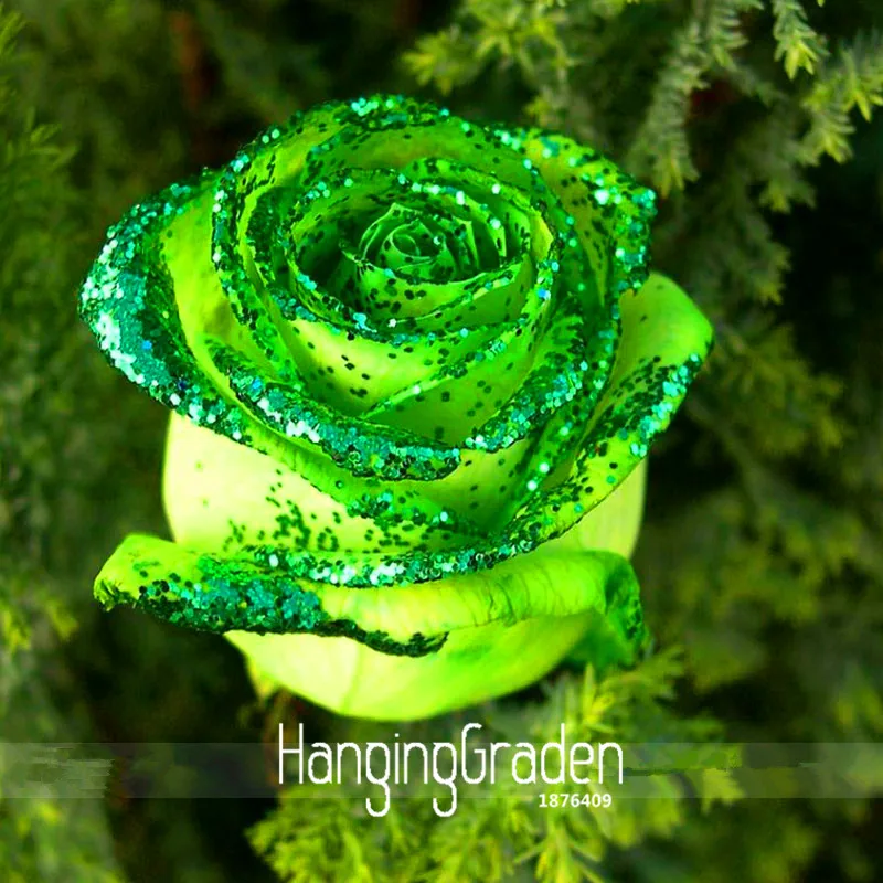 

Big Promotion!Golden Green Rose bonsai, Professional Pack, 50 Pieces / Pack, Strong Fragrant Garden Rose Flowers,#H1NJLN