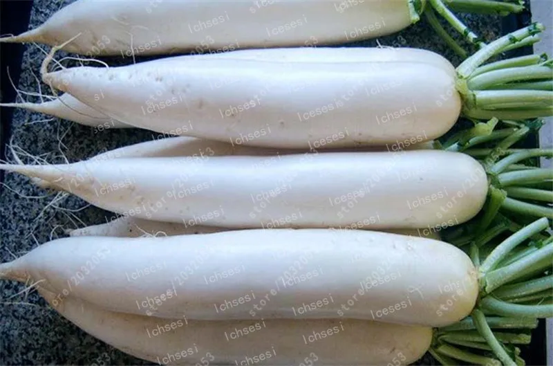 

100 Pcs Rare White Radish Bonsai Juicy And Nutritious Early Spring Radish Very Delicious Vegetable Garden Food Easy To Grow