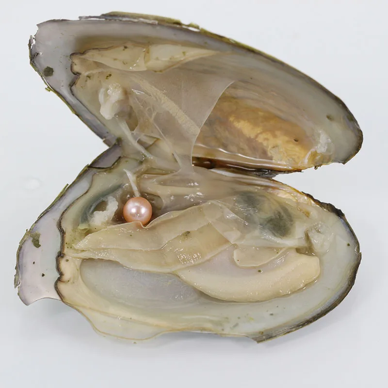 

Wholesale Akoya Pearl Oyster 2018 New Round 6-7mm Colors Seawater Natural Cultured In Fresh Oyster Pearl Natural Pink AR010