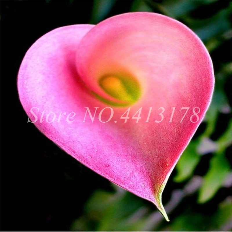 100 Pcs Calla Lily Bonsai Room Flowers Zantedeschia Aethiopica Bonsai Houseplants Home Garden Pot Plant the Budding Rate 97% 100 Pcs Calla Lily Bonsai Room Flowers Zantedeschia Aethiopica Bonsai Houseplants Home Garden Pot Plant the Budding Rate 97%