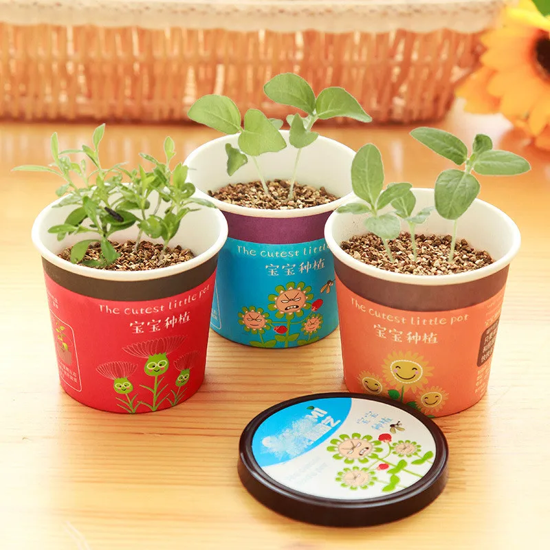 Creative 6-Kinds of Bonsai Included Seedsplants for Children Indoor Plants Flowers Bonsai Flower Plant Plantas for Home & Garden Creative 6-Kinds of Bonsai Included Seedsplants for Children Indoor Plants Flowers Bonsai Flower Plant Plantas for Home & Garden