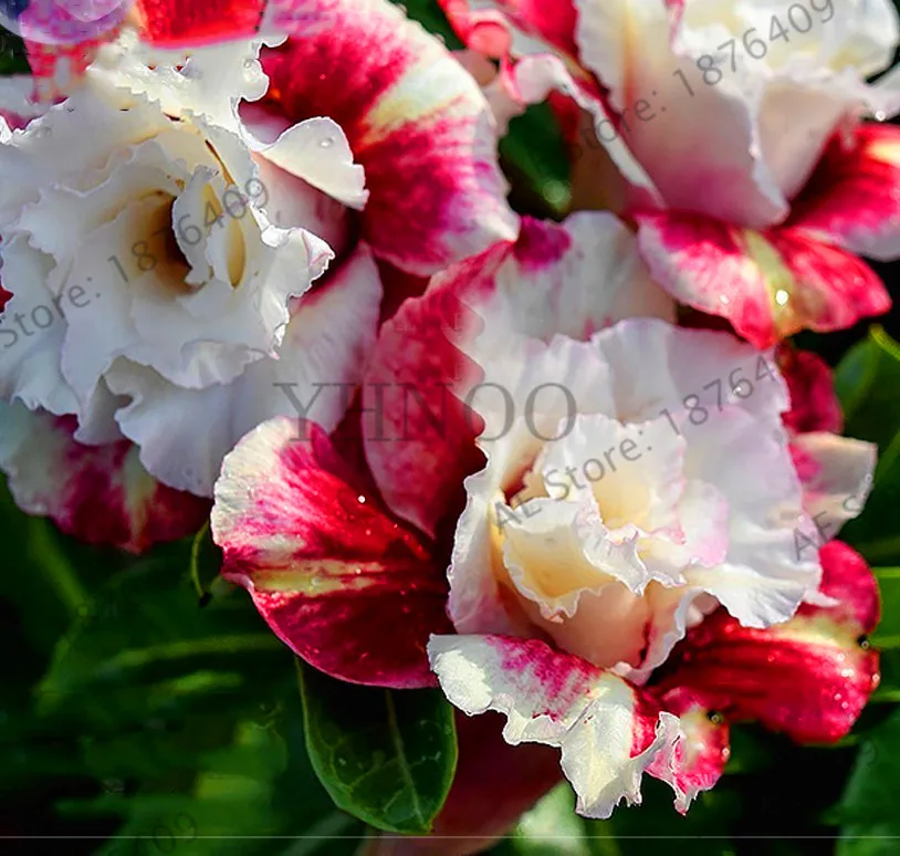 

Promotion!Mixed Colors Desert Rose Flowers flores DIY Perennial Home Garden Bonsai Pot Outdoor Adenium Obesum Flower Plants plan