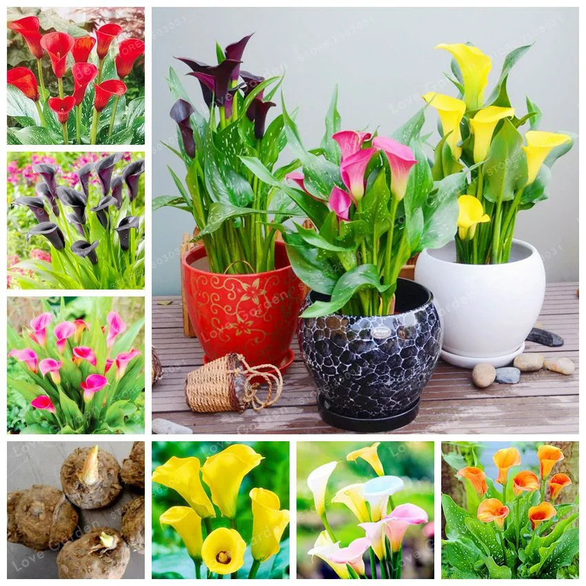 

2 Bulbs Calla Lily Bulbs Rare Bonsai Colorful Rhizome Zantedeschia Flower Natural Growth For Home Garden Perennial Flowers