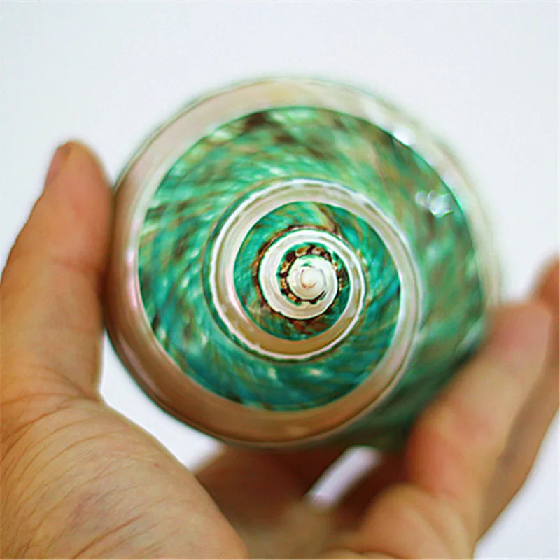 Polishing Stripe Green Turban Natural Shell & Conch Fish Tank Aquarium Landscaping Ornaments Wedding Home Decoration Great Gift3