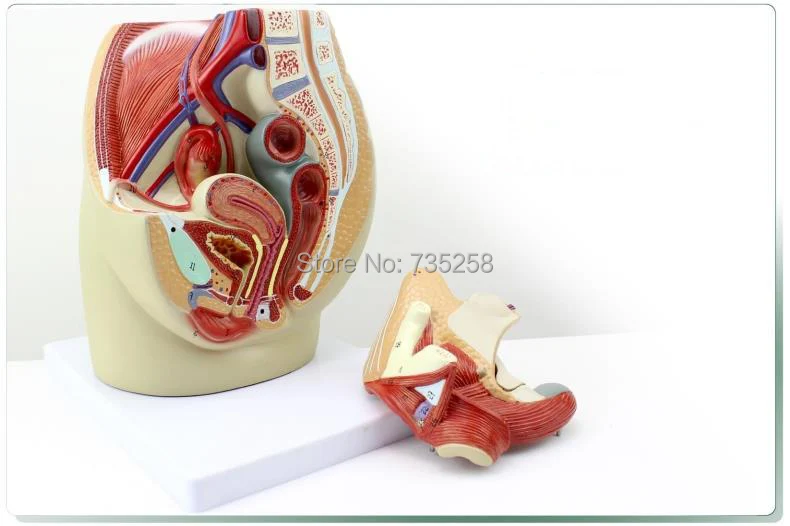 Female Pelvic Median Sagittal Section Model of 3 Parts,Female Reproductive System Anatomical Model