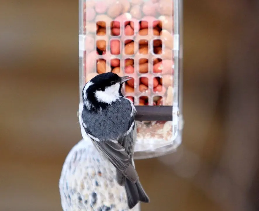 il_fullxfull.1513146376_kq9y