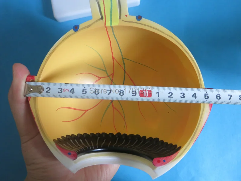 Модель глазного яблока диаметр 15 см специальное украшение клиника персонализированные декоративные фигурки биология офтальмология доктор