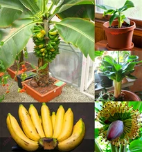 200 pcs Banana dwarf fruit trees Milk Taste Outdoor Perennial Fruit For Garden plants