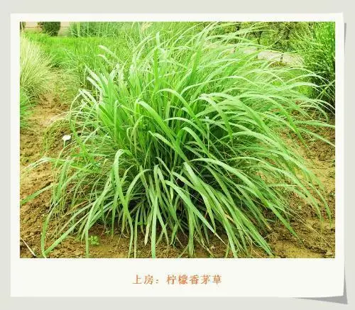 500pcs / Bag Lemon Grass plants home garden Herb plants Lemongrass plants Chinese Heirloom tea bonsai Diy plant potted Sementes