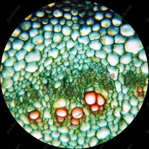 Студенческий составной Микроскоп AmScope поставки 40x 400x студенческий LED