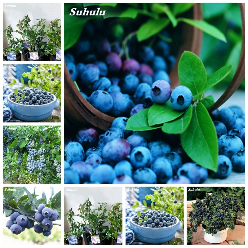 

200 pcs/ bag Dwarf Blueberry Bonsai Edible Organic Heirloom Fruit Outdoor Tree Potted Planting For Spring Home Farm Supplies