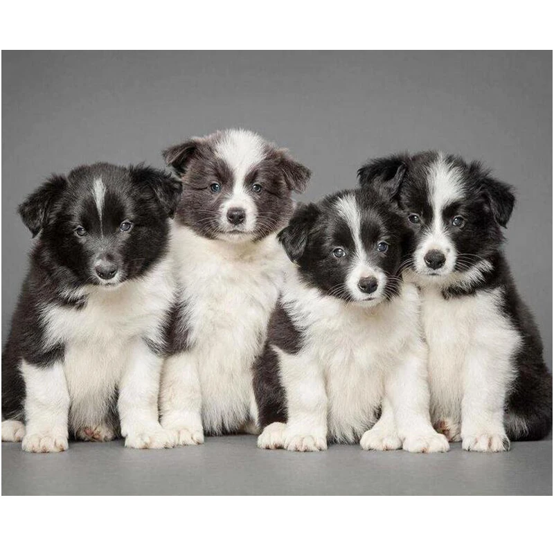 Картина Алмазная Германия border collie квадратная/круглая JS4438 | Дом и сад