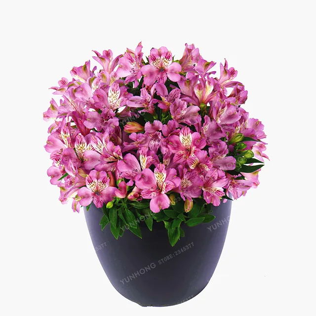 100 Pcs/Bag Alstroemeria Bonsai Peruvian Lily Alstroemeria