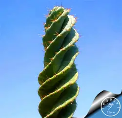 Потеря Акция! 100% натуральная 100 шт./лот Conophytum исчисление редчайшие сочные кактус бонсай ~ Lithops сад Semillas де Флорес, # W3U