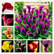 Big sale 100pcs bag Calla lily flower flores perennial rare bonsai plant for home and garden