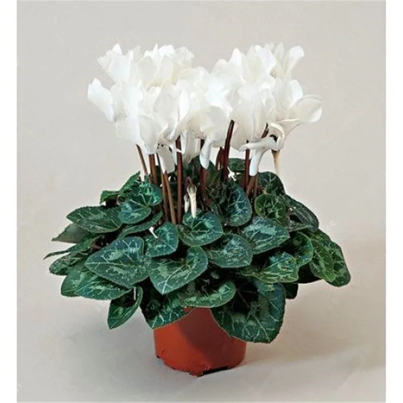 100 Pcs/ Bag Japanese Colorful Bonsai Cyclamen Persicum Flower Outdoor & Indoor Potted Garden Plant Rabbit Ears Blooming Flower