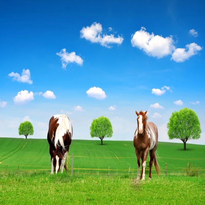 Фотофоны Laeacco для фотосъемки с изображением земли травы лошади голубого неба