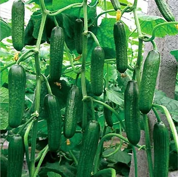 20 cucumber seeds red yellow white cucumber seven kinds of choices balcony garden fruits and vegetables