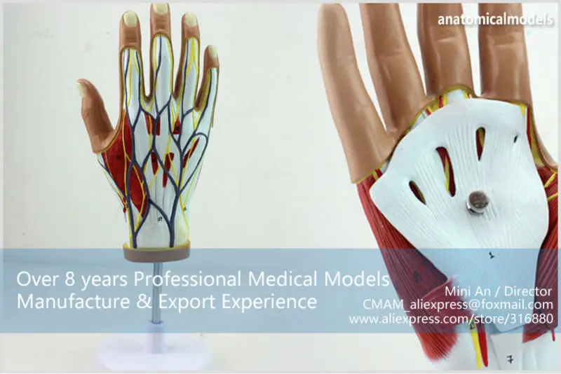 MUSCLE08 CMAM model 4-parts hand anatomy 1