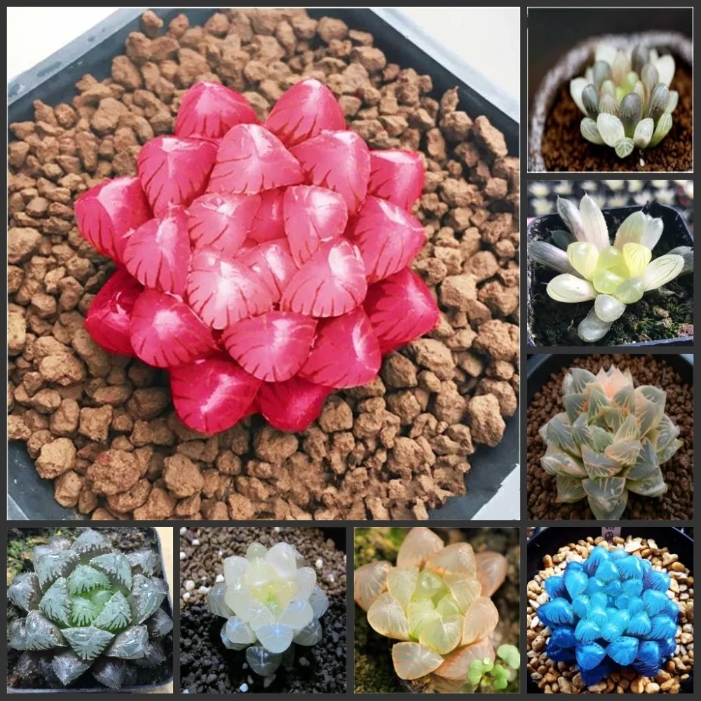 

Free Shipping 50pcs Fresh Real Haworthia cooperi Baker Plant semillas Sementes C1-25