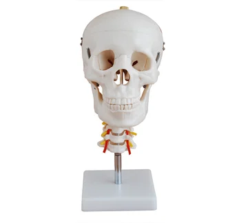 

Human Skull with cervical spine model occipital skull model orthopedic skeleton model