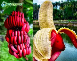Редкий скудный 100 шт. импортные банан бонсай со вкусом молока красивые вкусные фрукты, технология бонзаи