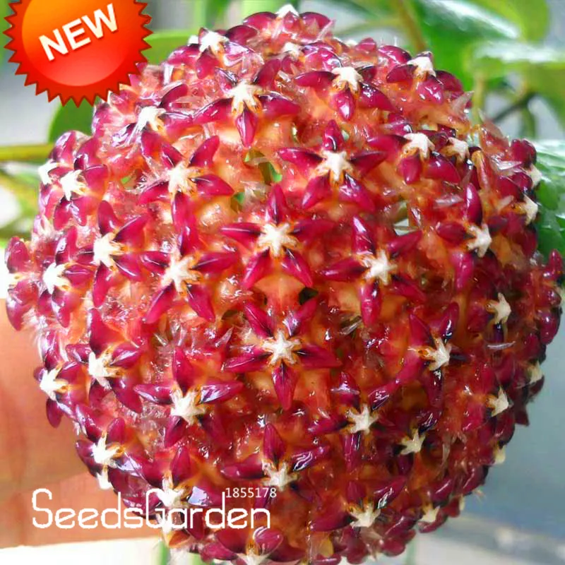 Купить Цветок Хойя В Москве