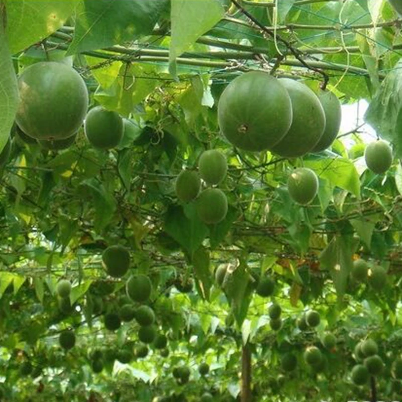 1pc Mesh20*20cm 6Strands Climbing Net Cucumber Luffa Plants Supports Net Agriculture Vegetable Garden Holder Brackets Easy Use 1pc Mesh20*20cm 6Strands Climbing Net Cucumber Luffa Plants Supports Net Agriculture Vegetable Garden Holder Brackets Easy Use