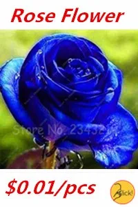 Rose Flower