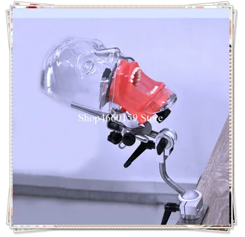 

Simple Manikin Model For Dental Orthodontic Practice M1005/dentistry learning Manikin Model