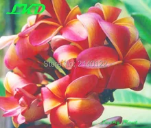 7 15inch Rooted Plumeria Plant Thailand Rare Real Frangipani Plants no97 fruit salad