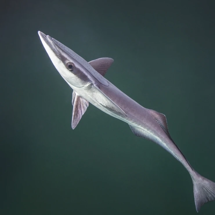 A remora fish swims by looking for a host Poster Print (32 x 24)