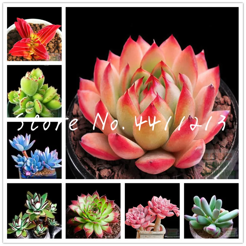 

100 pcs/bag Exotic Mini Succulent Cactus Rare Succulent Perennial Herb bonsai plants Pot Flower Indoor For Garden Flore Pot