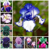 20-Pcs-Rare-Iris-Seeds-Bonsai-Flower-Seeds-Heirloom-Iris-Tectorum-Perennial-Flower-Seeds-Plant-For.jpg_200x200