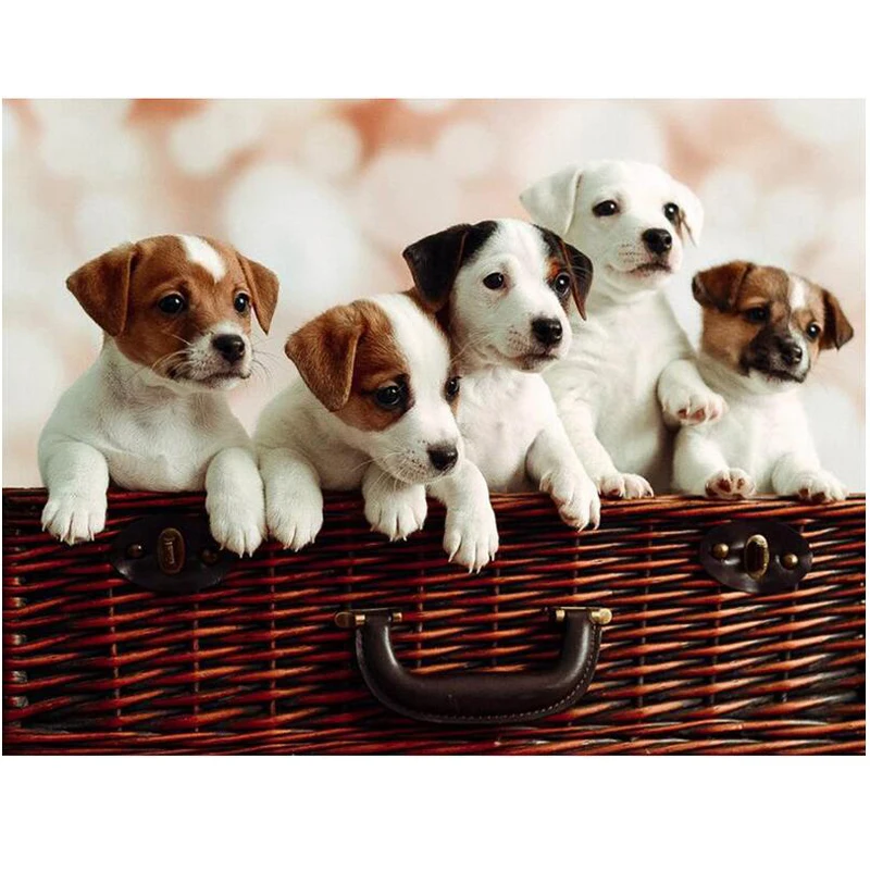 Алмазная Вышивка крестом jack russel puppies 5D алмазная вышивка мозаика стразы украшение