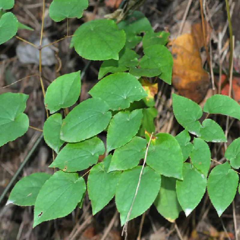 100-1000 г натуральная мака, экстракт порошка Lepidium meyenii 30: 1, чистый корень Маки 30: 1 экстракт порошок, экстракт маки, здоровая энергия