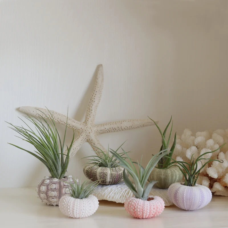

Free Shipping(6 sets/lot)Natural Sea Urchin & Air Plant Lazy Soilless Plant Creative Potted plant Home&Coastal Decor