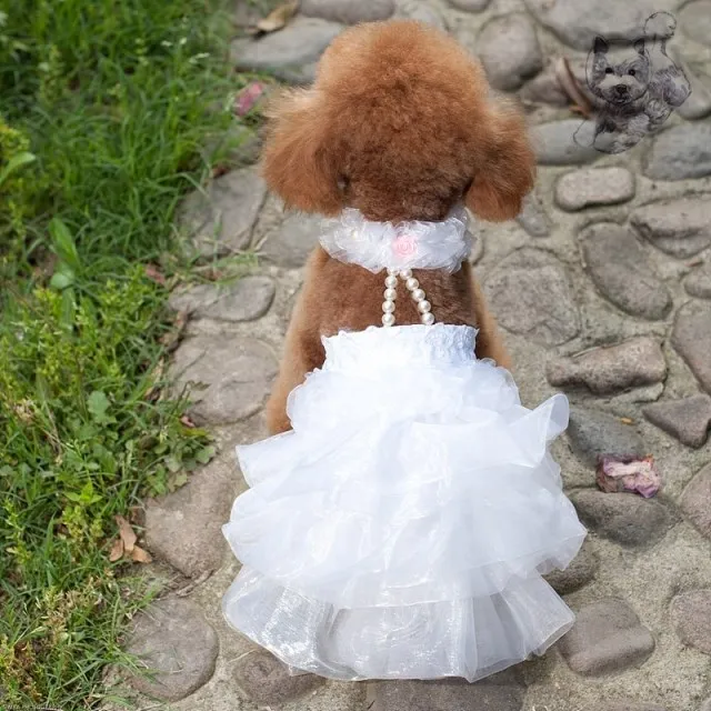 perro vestido rizado perrito partido de lujo vestidos de novia