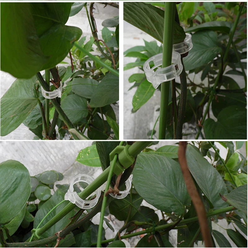 100pcs Tomato Garden Plant Support Clips Garden Ornaments For Trellis Twine Greenhouse Tomato Plant Grafting Clips Plant Cages Supports Aliexpress