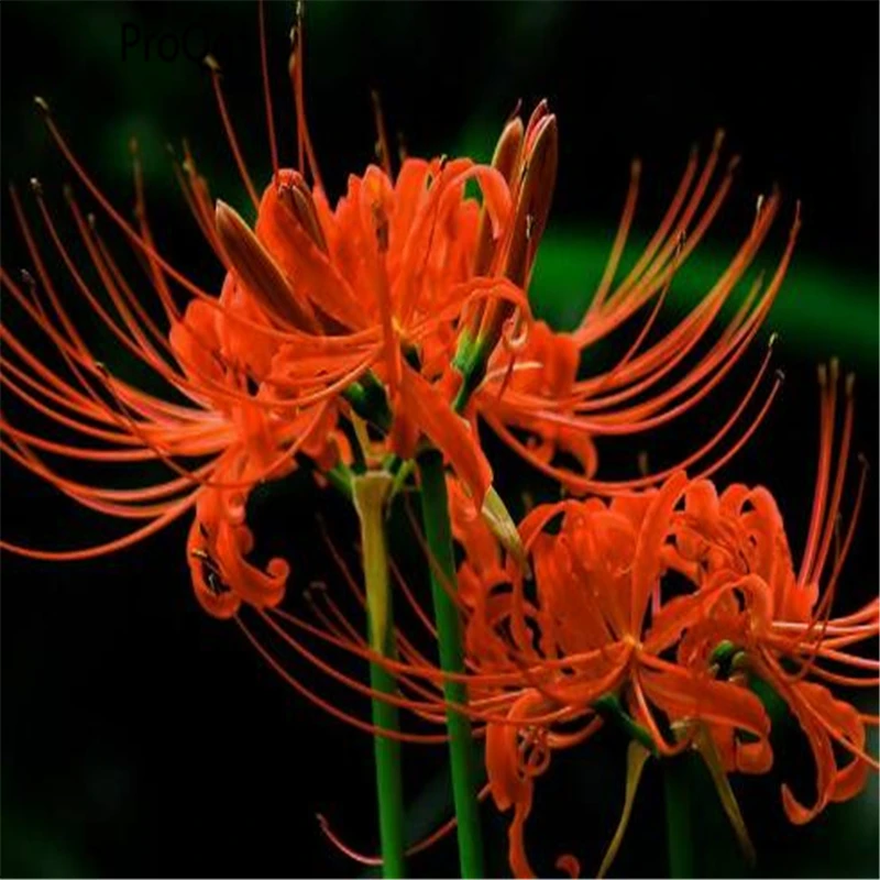 Prodgf 30Pcs A Set Lycoris radiata