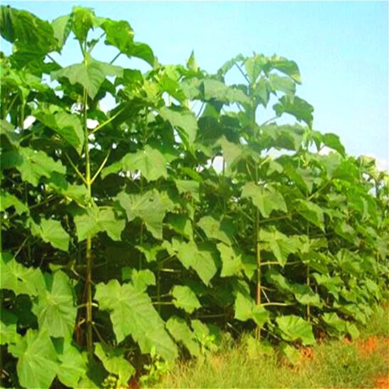 100 шт Paulownia удлиненные растения домашний сад бонсай украшения комнатные растения цветы сементы растения бонсай для продажи семиллы