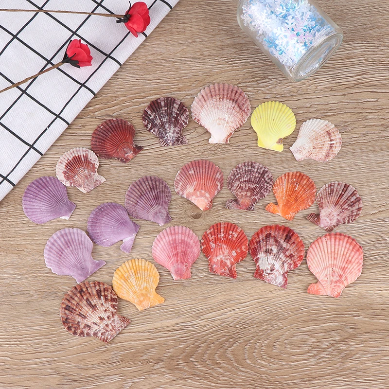 

20pcs Colorful Natural Seashells Decorations Scallop Shells Crafts Decor Ornament