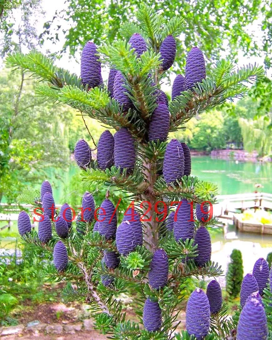 aliexpress : buy 50 pcs korean fir,abies koreana seed flower aliexpress : buy 50 pcs korean fir,abies koreana seed flower
