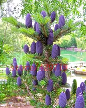 50 pcs Korean Fir,Abies koreana seed flower bonsai plant DIY home garden rare purple tree seeds for home garden planting