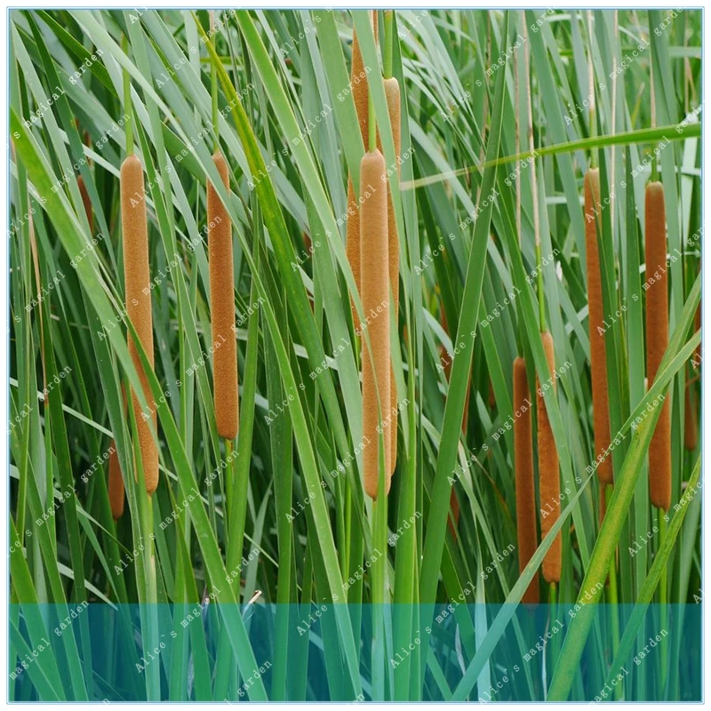 

ZLKING 100PCS Buy Acorus Tatarinowii Herb Semente Plant Calamus For Shi Cang Pu