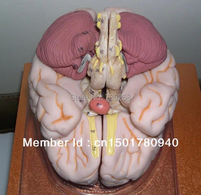 ISO Luxury Brain Anatomical Model,Brain Anatomical Model,Brain Model,Human Brain Model