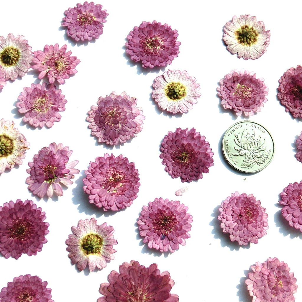 10x Pressed Real Dried Flower Dry Leaves for DIY Crafts Bookmark Card Making Home Wedding Party Decoration Supply