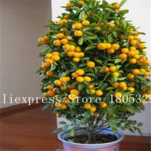 50 seeds/bag Potted Edible Fruit Seeds Bonsai Climbing Orange Tree Seeds